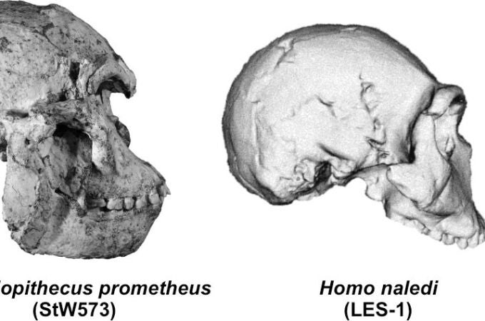 Nuevos cráneos de homínidos analizados. UMA