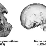 Nuevos cráneos de homínidos analizados. UMA