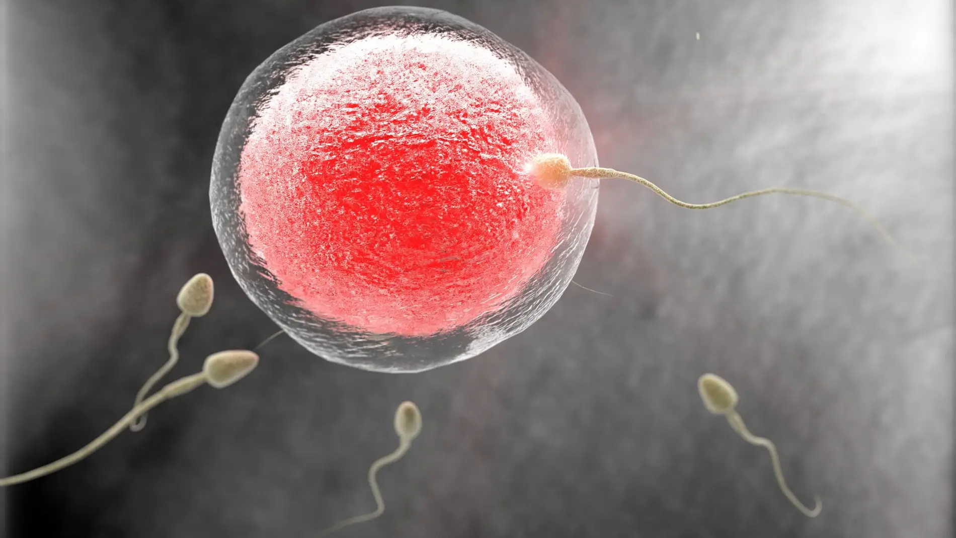 «Existen tratamientos que pueden rejuvenecer los óvulos de mujeres mayores, tanto en lo que concierne a los cromosomas como a las mitocondrias», son palabras del reputado científico y doctor Jan Tesarik.