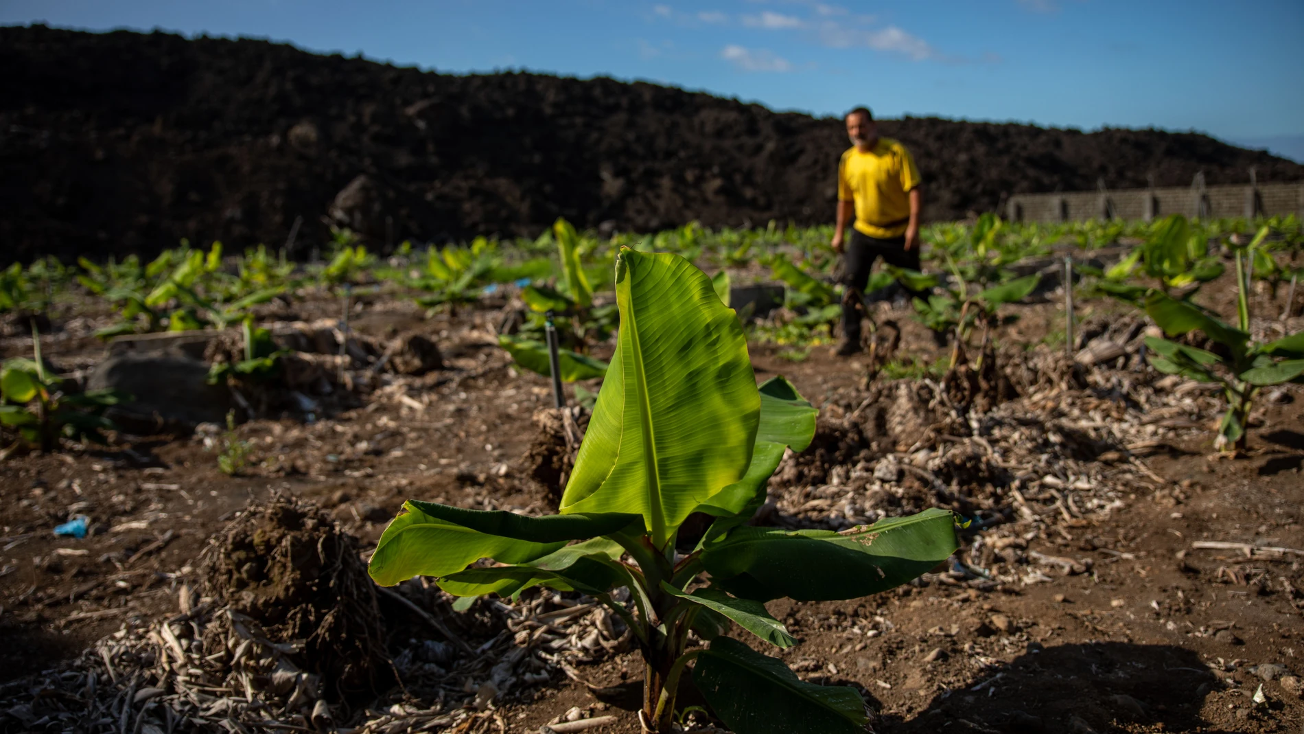 Un hombre en la replantación de varias fincas de cultivo de plátano que quedaron arrasadas por la lava del volcán en el municipio de Tazacorte