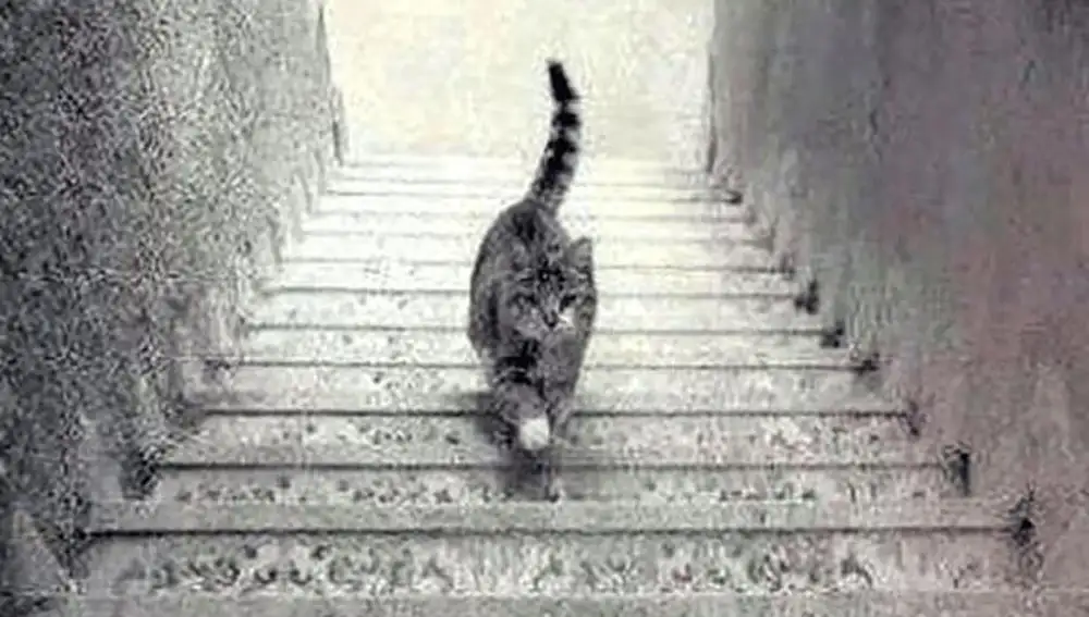 Ilusión óptica de un gato