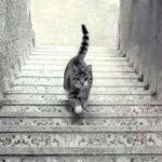 Ilusión óptica de un gato
