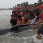 Un grupo de unos 50 soldados devolvió al océano a una ballena que había quedado varada en una playa de Ecuador