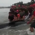  Soldados devuelven al océano a una ballena varada en la costa de Ecuador