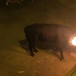 Imagen de un toro embolado embistiendo contra una barrera