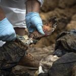 Un experto examina el brazo de un cuerpo durante una exhumación en la zona recientemente retomada de Izium, Ucrania
