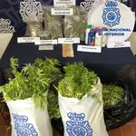 La marihuana intervenida en Fuengirola. POLICÍA NACIONAL MÁLAGA