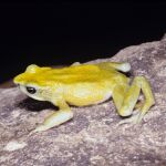 La rana Atelopus chiriquiensis se extinguió de Costa Rica y Panamá hace tres décadas junto con decenas más de especies