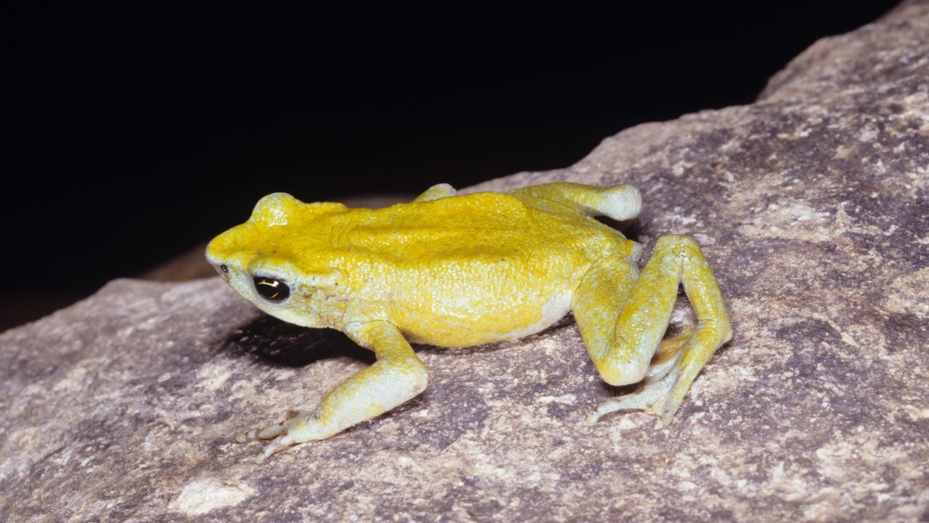 Una rana amarilla sobre una roca