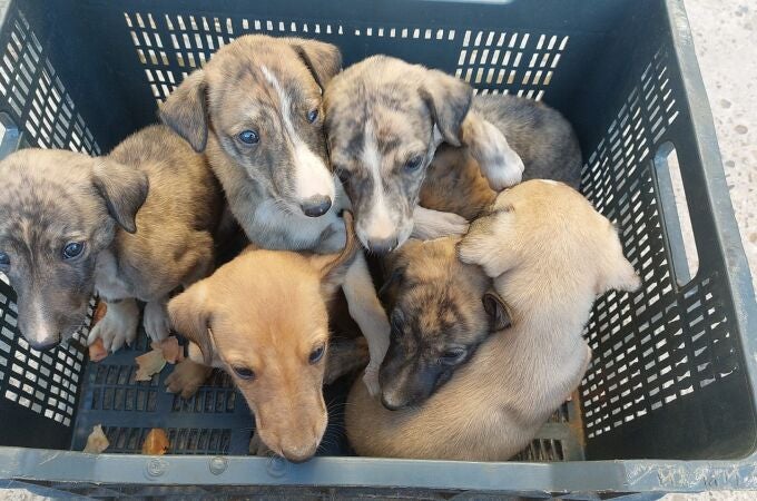 Cachorros rescatados por Galgos del Sur. GALGOS DEL SUR