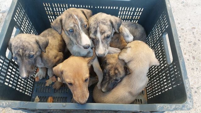 Cachorros rescatados por Galgos del Sur. GALGOS DEL SUR