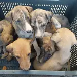 Cachorros rescatados por Galgos del Sur. GALGOS DEL SUR