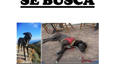 El perro ha sido localizado en la localidad de Siete Iglesias de Trabancos
