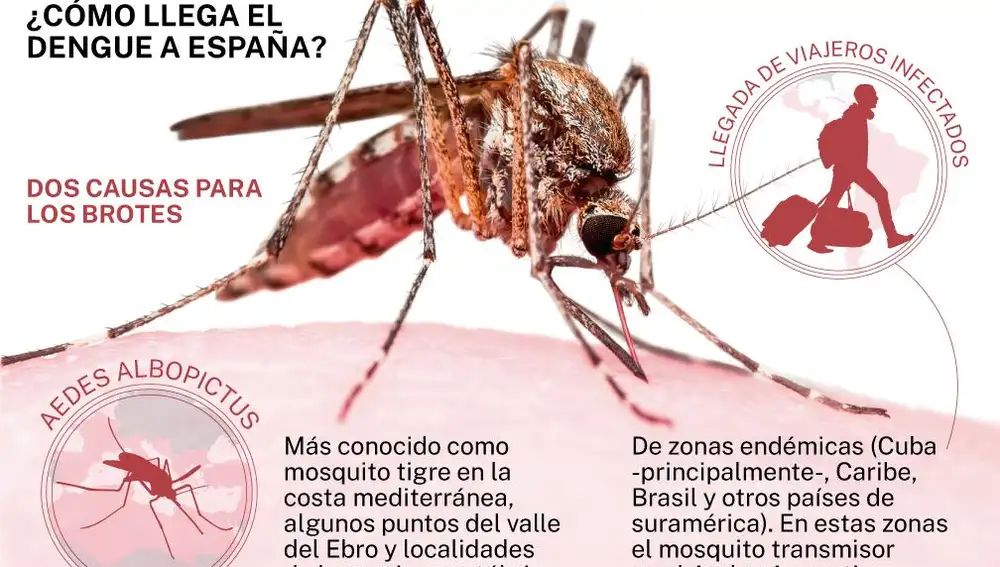 La presencia de mosquito tigre en las zonas costeras de España hace que, a los casos importados, se sumen los autóctonos, con el consiguiente aumento del riesgo de transmisión de la enfermedad
