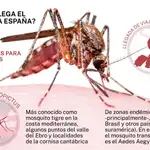 La presencia de mosquito tigre en las zonas costeras de España hace que, a los casos importados, se sumen los autóctonos, con el consiguiente aumento del riesgo de transmisión de la enfermedad