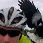 Los ataques de las urracas gigantes australianas a los ciclistas son comunes