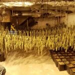Plantación de marihuana