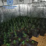 Desmantelan una plantación de marihuana en un piso ocupado de Vallecas