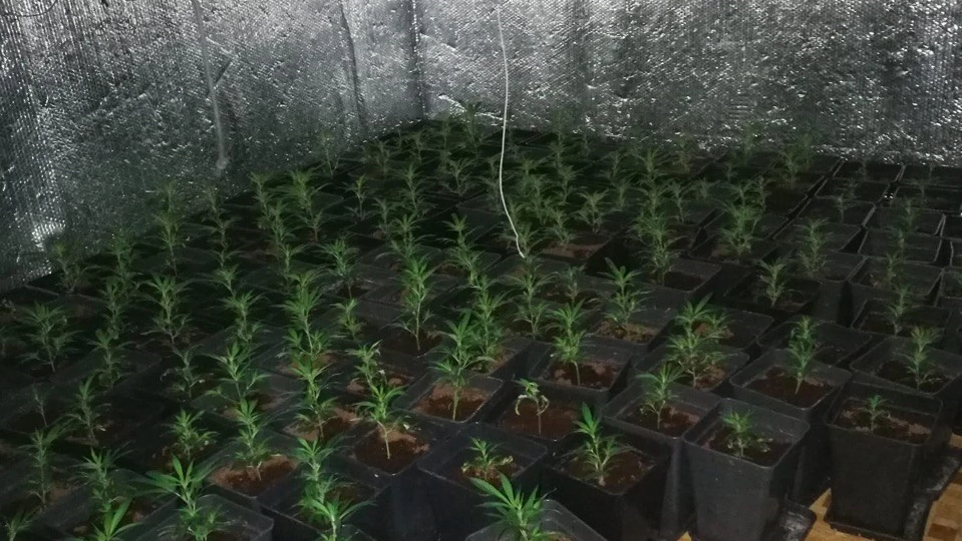 Desmantelan una plantación de marihuana en un piso ocupado de Vallecas
