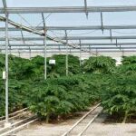 Durante toda la pasada campaña fueron 7.883 parcelas en Almería las que se blindaron ante posibles problemas en las plantaciones de verduras