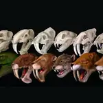 Imagen de carnívoros con dientes de sable