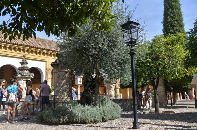 El único olivo plantado en el Patio de los Naranjos de la Mezquita-Catedral de Córdoba
