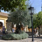 El único olivo plantado en el Patio de los Naranjos de la Mezquita-Catedral de Córdoba