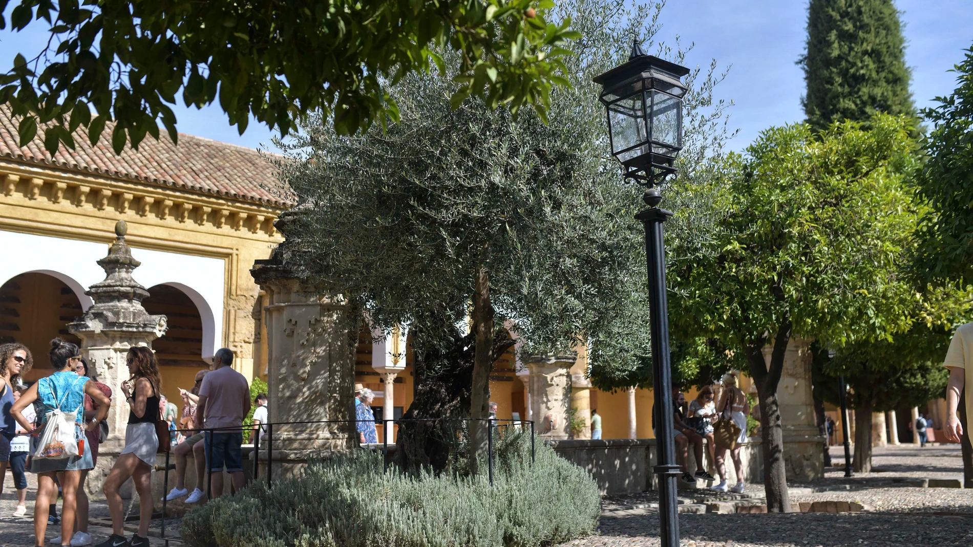 El único olivo plantado en el Patio de los Naranjos de la Mezquita-Catedral de Córdoba