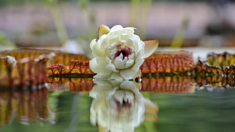 El raro nenúfar Victoria del Jardín Botánico muere hoy viernes (tiene Usted hasta las 11:00)