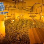 Vista de la marihuana incautada en una operación policial en Granada