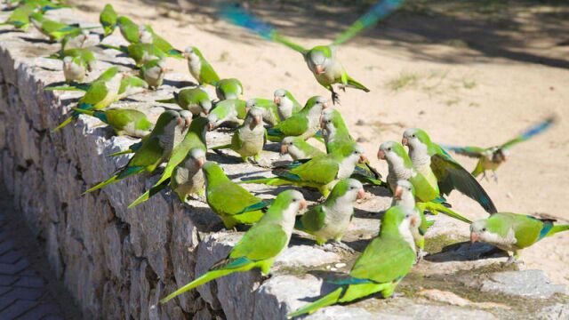 Un grupo de la especie invasora de las cotorras argentinas