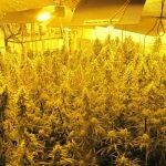 Plantación de marihuana