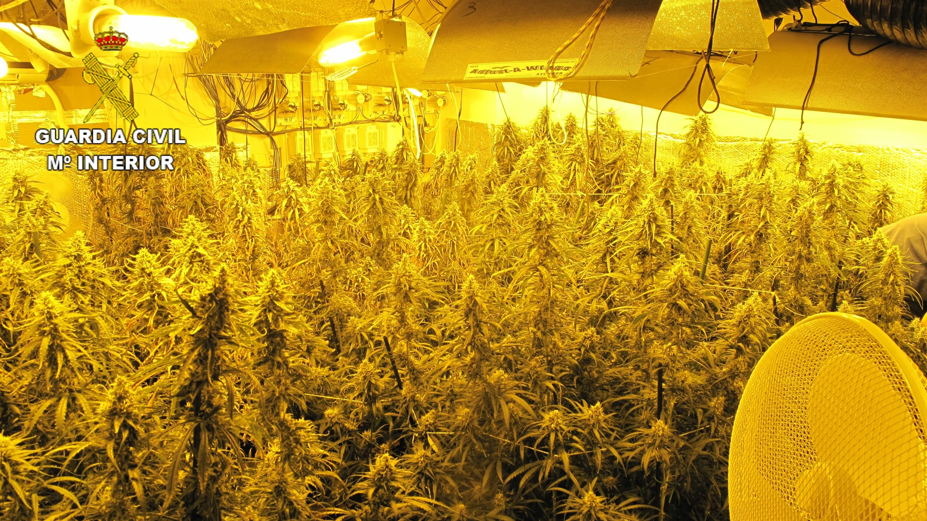 Plantación de marihuana