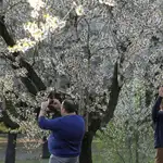 Almendros en flor, en 2020, del parque Quinta de los Molinos de Madrid, que ha vuelto a abrir sus puertas