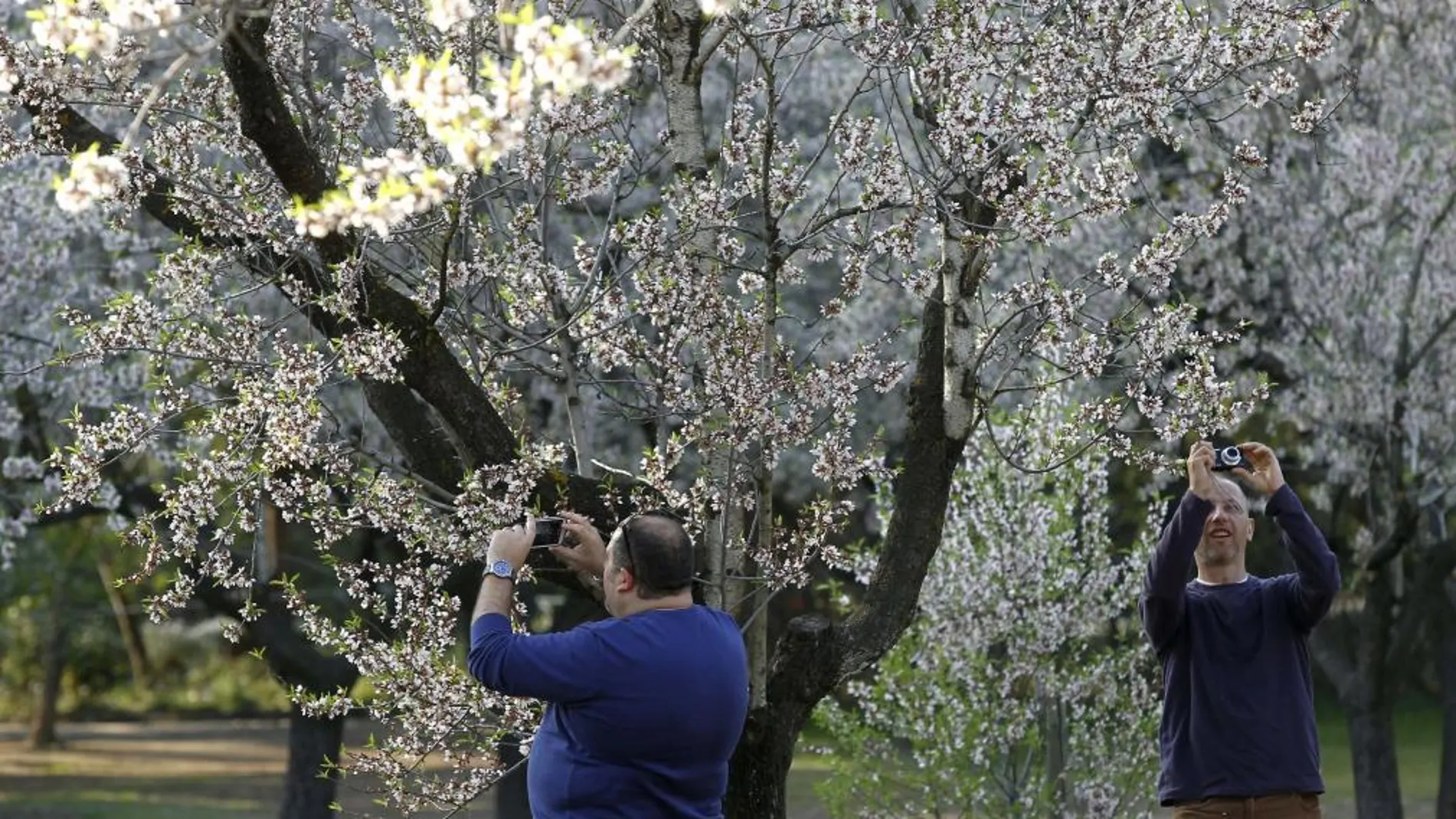 Almendros en flor, en 2020, del parque Quinta de los Molinos de Madrid, que ha vuelto a abrir sus puertas