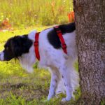 Ordenanza en Alcobendas para prevenir el incivismo de los dueños de perros