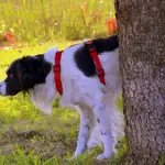 Ordenanza en Alcobendas para prevenir el incivismo de los dueños de perros