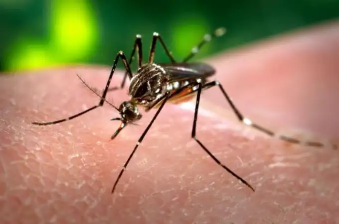 La OMS aprueba una vacuna japonesa contra el dengue