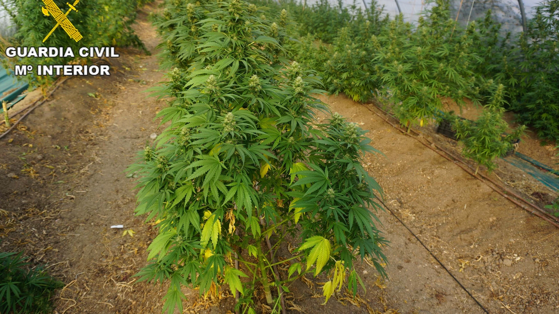 Detenidas cuatro personas por delitos relacionados con el cultivo y venta de marihuana en Brunete y Quijorna