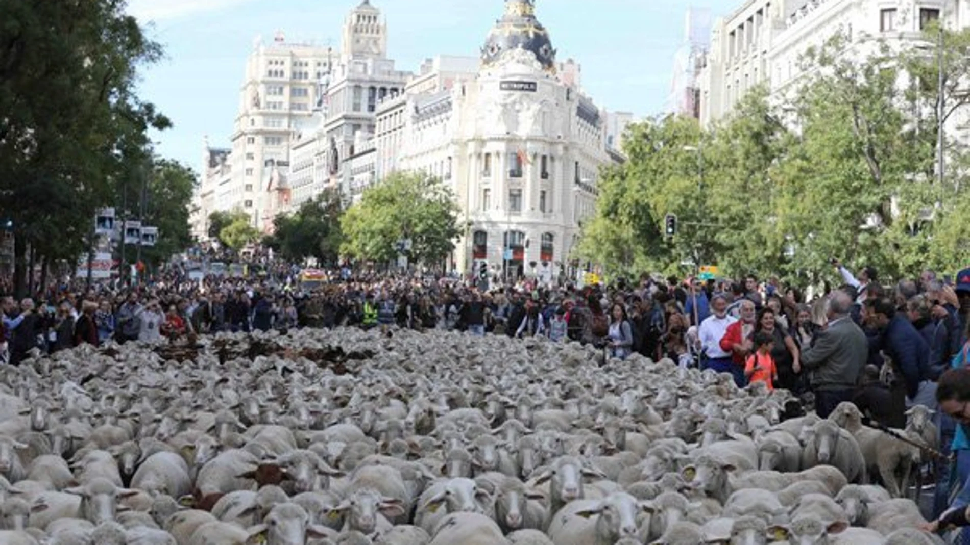 El domingo Madrid acoge la Fiesta de la Trashumancia