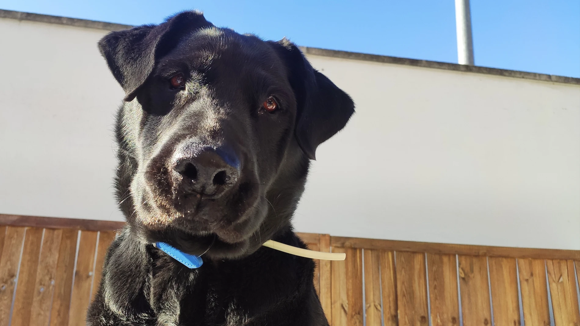 Imagen de un perro en un parque