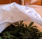 Hojas de marihuana en un operativo de la Policía Nacional