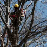Un operario revisa un árbol en el Jardín Botánico de Madrid