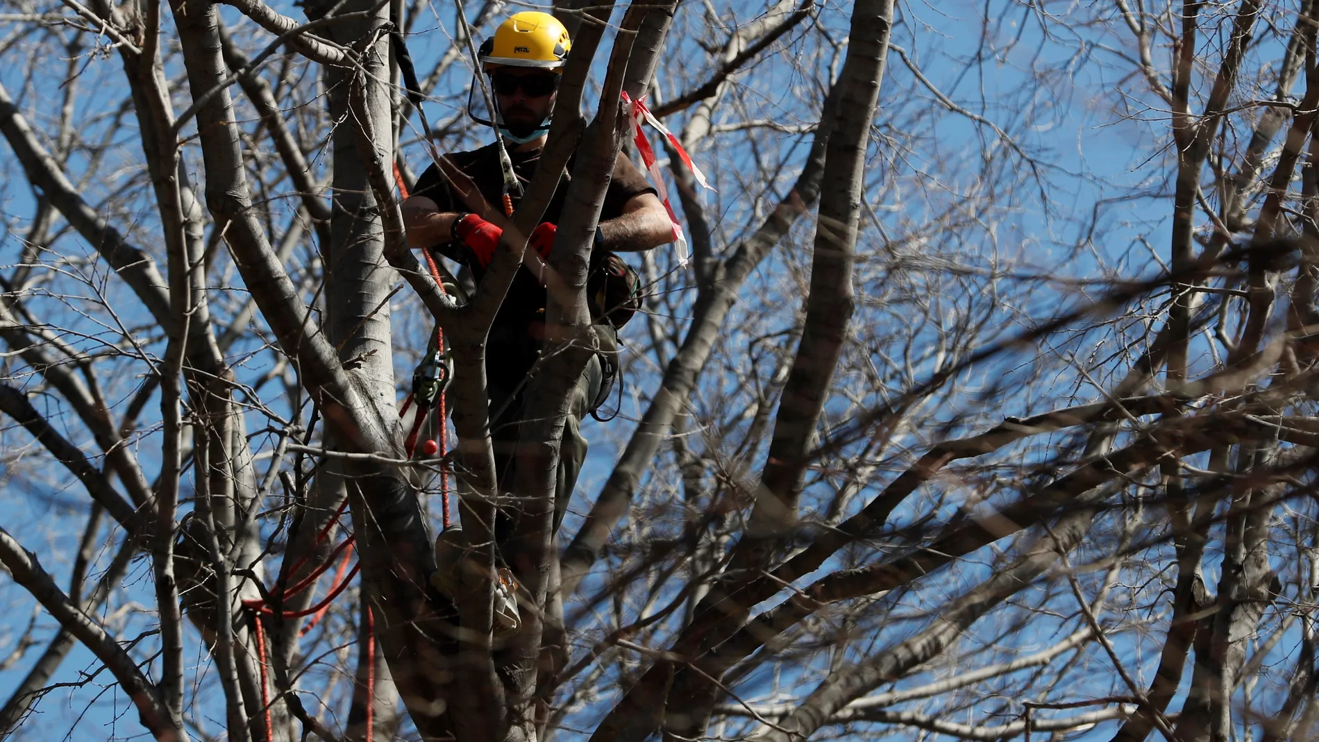 Un operario revisa un árbol en el Jardín Botánico de Madrid