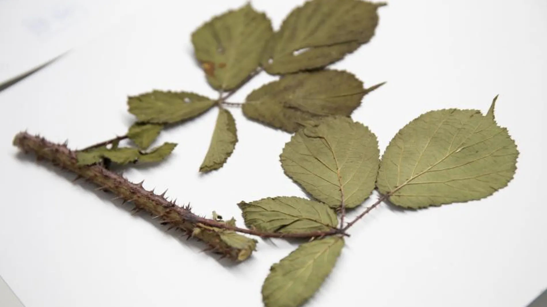 'Rubus carpetanus', una zarza que crece en la Sierra de Madrid.