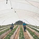 Dos trabajadoras recogen fresas en Huelva