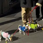 Un hombre pasea sus perros por la Puerta del Sol el viernes 1 de enero, tras unas campanadas sin público debido a las restricciones por el coronavirus