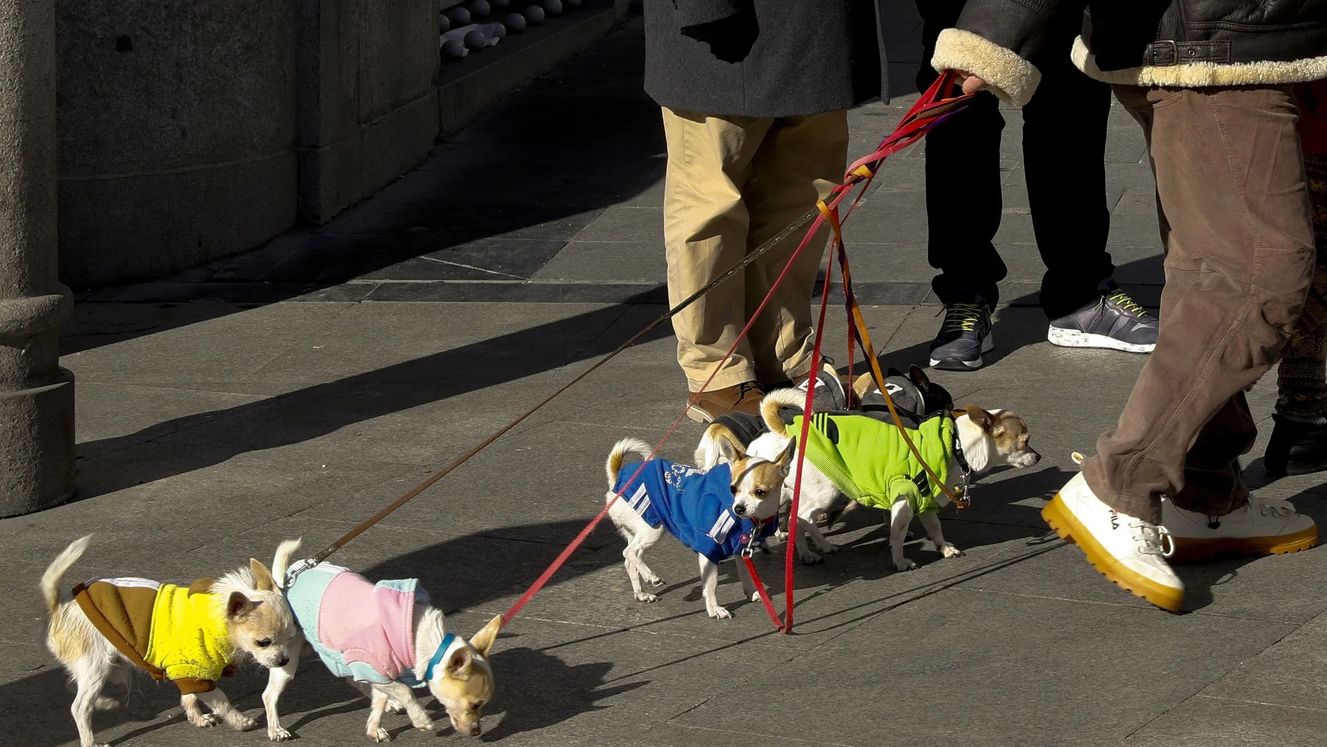 Un hombre pasea sus perros por la Puerta del Sol el viernes 1 de enero, tras unas campanadas sin público debido a las restricciones por el coronavirus
