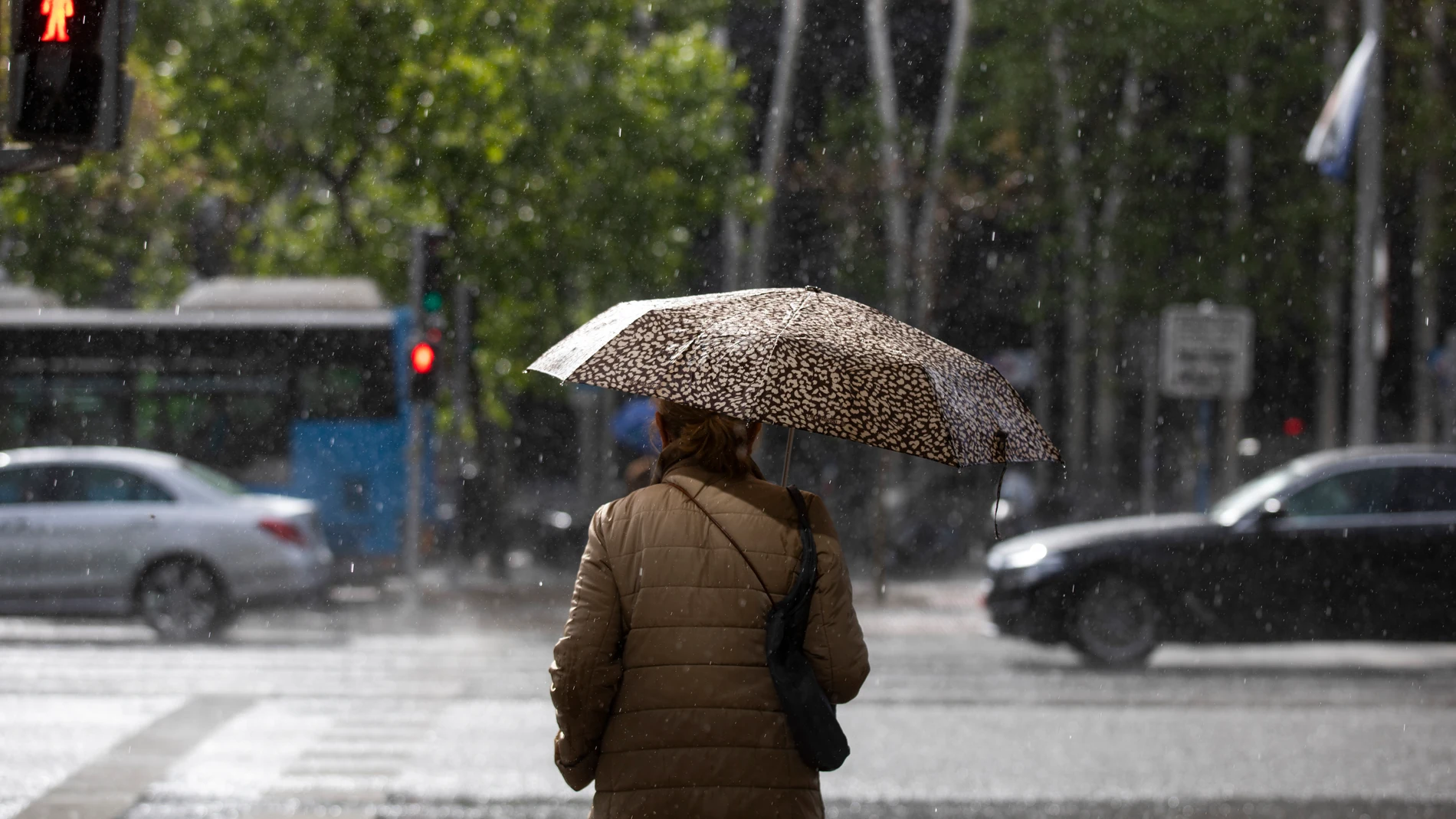 Una mujer bajo la lluvia con su paraguas cruza un paso de peatones en la Castellana de Madrid.