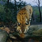Tigre. Especies en peligro. WWF